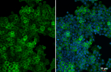 Anti-F4/80 antibody [HL5468] used in Immunocytochemistry/ Immunofluorescence (ICC/IF). GTX646110
